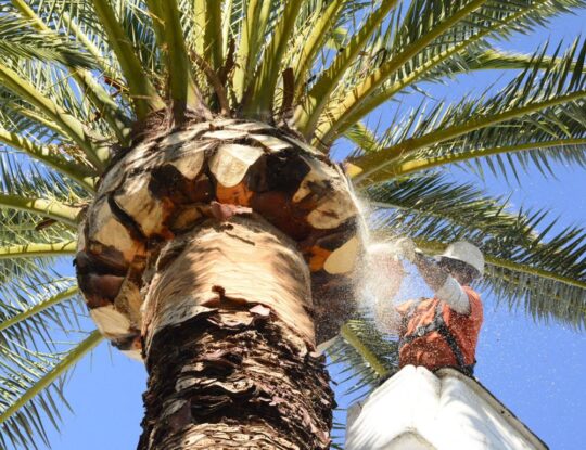 Palm Tree Trimming-Royal Palm Beach Tree Trimming and Tree Removal Services-We Offer Tree Trimming Services, Tree Removal, Tree Pruning, Tree Cutting, Residential and Commercial Tree Trimming Services, Storm Damage, Emergency Tree Removal, Land Clearing, Tree Companies, Tree Care Service, Stump Grinding, and we're the Best Tree Trimming Company Near You Guaranteed!