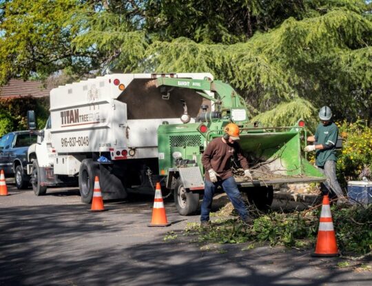 Residential Tree Services-Royal Palm Beach Tree Trimming and Tree Removal Services-We Offer Tree Trimming Services, Tree Removal, Tree Pruning, Tree Cutting, Residential and Commercial Tree Trimming Services, Storm Damage, Emergency Tree Removal, Land Clearing, Tree Companies, Tree Care Service, Stump Grinding, and we're the Best Tree Trimming Company Near You Guaranteed!