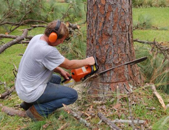 Tree Cutting-Royal Palm Beach Tree Trimming and Tree Removal Services-We Offer Tree Trimming Services, Tree Removal, Tree Pruning, Tree Cutting, Residential and Commercial Tree Trimming Services, Storm Damage, Emergency Tree Removal, Land Clearing, Tree Companies, Tree Care Service, Stump Grinding, and we're the Best Tree Trimming Company Near You Guaranteed!