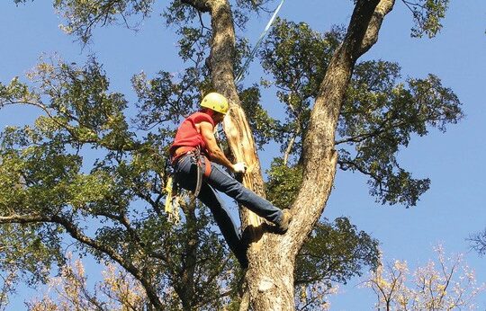 Tree Trimming Services-Royal Palm Beach Tree Trimming and Tree Removal Services-We Offer Tree Trimming Services, Tree Removal, Tree Pruning, Tree Cutting, Residential and Commercial Tree Trimming Services, Storm Damage, Emergency Tree Removal, Land Clearing, Tree Companies, Tree Care Service, Stump Grinding, and we're the Best Tree Trimming Company Near You Guaranteed!