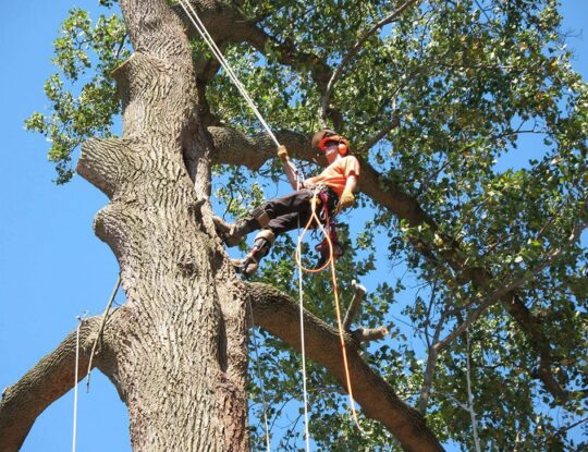 Commercial Tree Services-Royal Palm Beach Tree Trimming and Tree Removal Services-We Offer Tree Trimming Services, Tree Removal, Tree Pruning, Tree Cutting, Residential and Commercial Tree Trimming Services, Storm Damage, Emergency Tree Removal, Land Clearing, Tree Companies, Tree Care Service, Stump Grinding, and we're the Best Tree Trimming Company Near You Guaranteed!