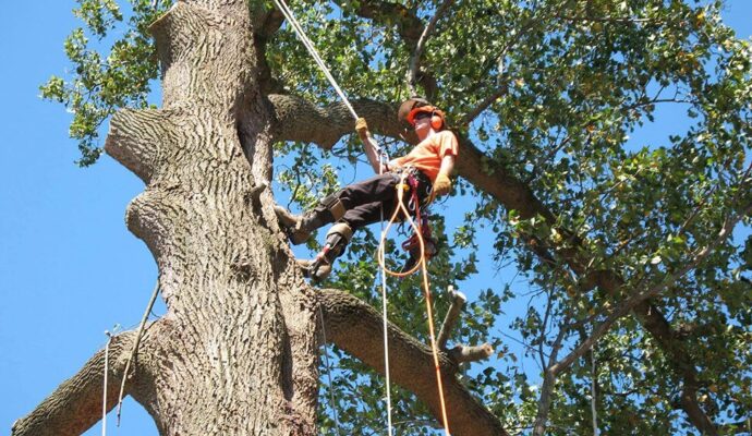 Commercial Tree Services-Royal Palm Beach Tree Trimming and Tree Removal Services-We Offer Tree Trimming Services, Tree Removal, Tree Pruning, Tree Cutting, Residential and Commercial Tree Trimming Services, Storm Damage, Emergency Tree Removal, Land Clearing, Tree Companies, Tree Care Service, Stump Grinding, and we're the Best Tree Trimming Company Near You Guaranteed!