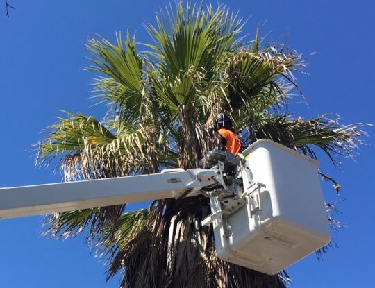 Palm Tree Trimming & Palm Tree Removal-Royal Palm Beach Tree Trimming and Tree Removal Services-We Offer Tree Trimming Services, Tree Removal, Tree Pruning, Tree Cutting, Residential and Commercial Tree Trimming Services, Storm Damage, Emergency Tree Removal, Land Clearing, Tree Companies, Tree Care Service, Stump Grinding, and we're the Best Tree Trimming Company Near You Guaranteed!