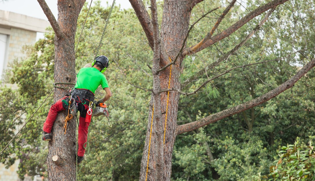 Tree Assessments-Royal Palm Beach Tree Trimming and Tree Removal Services-We Offer Tree Trimming Services, Tree Removal, Tree Pruning, Tree Cutting, Residential and Commercial Tree Trimming Services, Storm Damage, Emergency Tree Removal, Land Clearing, Tree Companies, Tree Care Service, Stump Grinding, and we're the Best Tree Trimming Company Near You Guaranteed!