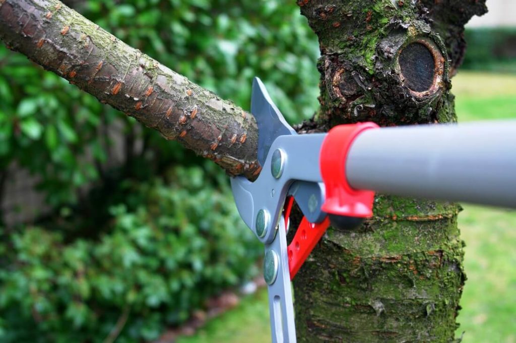 Tree Pruning & Tree Removal-Royal Palm Beach Tree Trimming and Tree Removal Services-We Offer Tree Trimming Services, Tree Removal, Tree Pruning, Tree Cutting, Residential and Commercial Tree Trimming Services, Storm Damage, Emergency Tree Removal, Land Clearing, Tree Companies, Tree Care Service, Stump Grinding, and we're the Best Tree Trimming Company Near You Guaranteed!