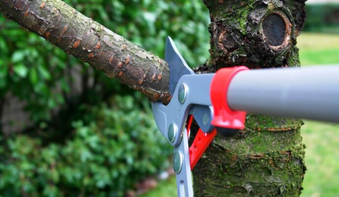 Tree Pruning & Tree Removal-Royal Palm Beach Tree Trimming and Tree Removal Services-We Offer Tree Trimming Services, Tree Removal, Tree Pruning, Tree Cutting, Residential and Commercial Tree Trimming Services, Storm Damage, Emergency Tree Removal, Land Clearing, Tree Companies, Tree Care Service, Stump Grinding, and we're the Best Tree Trimming Company Near You Guaranteed!