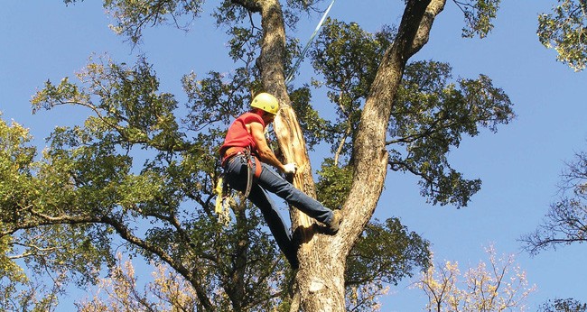Tree Trimming Services-Royal Palm Beach Tree Trimming and Tree Removal Services-We Offer Tree Trimming Services, Tree Removal, Tree Pruning, Tree Cutting, Residential and Commercial Tree Trimming Services, Storm Damage, Emergency Tree Removal, Land Clearing, Tree Companies, Tree Care Service, Stump Grinding, and we're the Best Tree Trimming Company Near You Guaranteed!