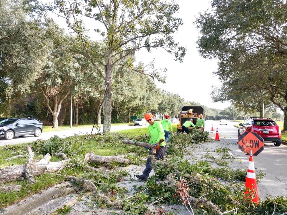 Commercial-Tree-Services-Affordable-Pro-Tree-Trimming-Removal-Team-of-Royal Palm Beach