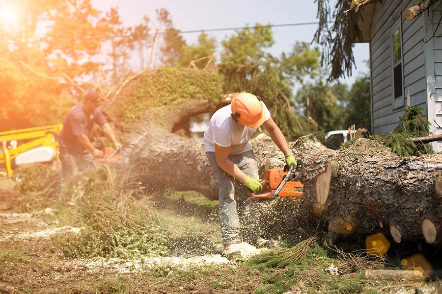 Emergency Tree Removal Royal Palm Beach-Pro Tree Trimming & Removal Team of Royal Palm Beach