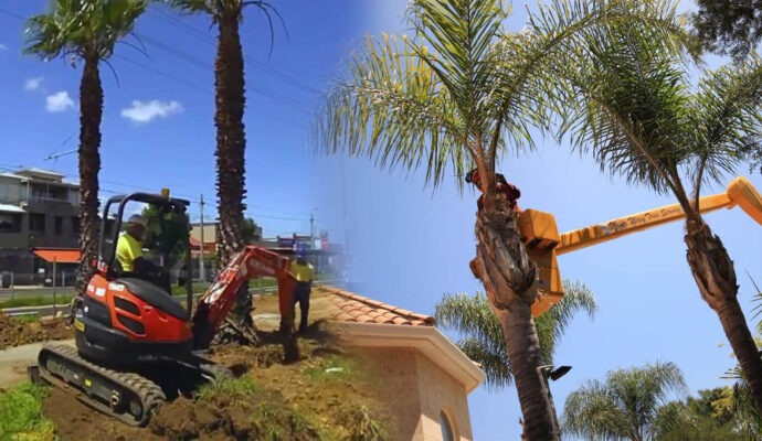 Palm Tree Trimming & Palm Tree Removal Near Me-Pro Tree Trimming & Removal Team of Royal Palm Beach