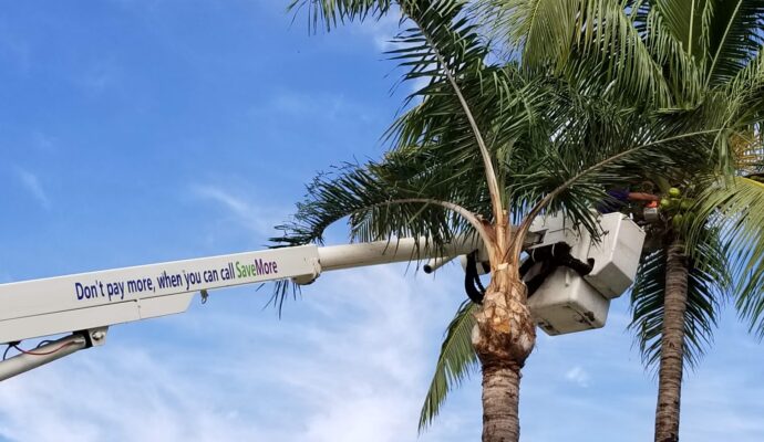 Palm Tree Trimming & Palm Tree Removal Royal Palm Beach-Pro Tree Trimming & Removal Team of Royal Palm Beach