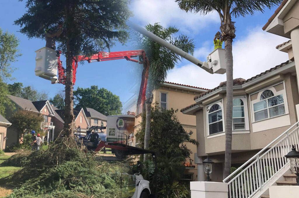Residential-Tree-Services-Affordable-Pro-Tree-Trimming-Removal-Team-of-Royal Palm Beach
