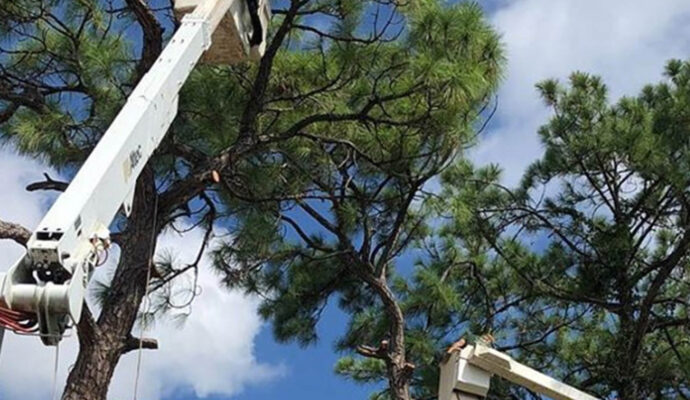 Royal Palm Beach Commercial Tree Services-Pro Tree Trimming & Removal Team of Royal Palm Beach