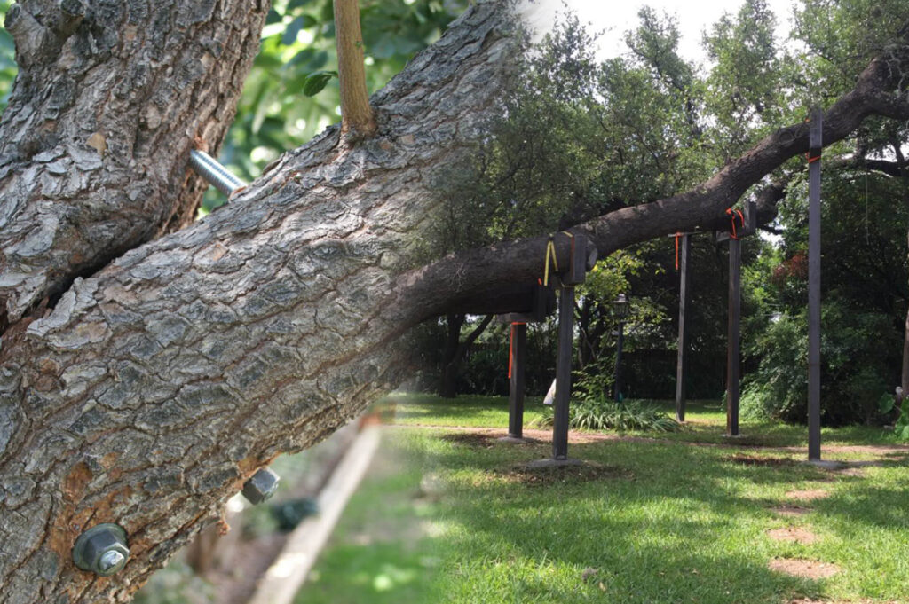 Royal Palm Beach Tree Bracing & Tree Cabling-Pro Tree Trimming & Removal Team of Royal Palm Beach