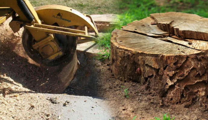 Stump-Grinding-Removal-Affordable-Pro-Tree-Trimming-Removal-Team-of-Royal Palm Beach