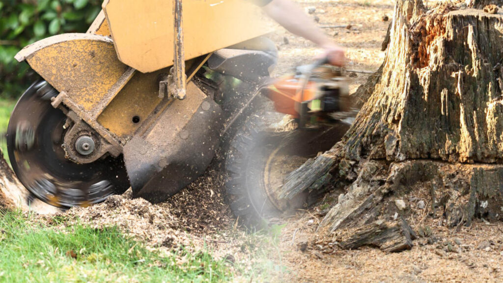 Stump Grinding & Removal Near Me-Pro Tree Trimming & Removal Team of Royal Palm Beach