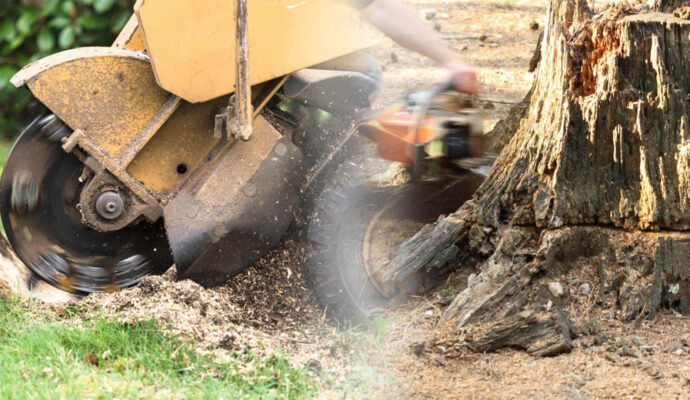 Stump Grinding & Removal Near Me-Pro Tree Trimming & Removal Team of Royal Palm Beach