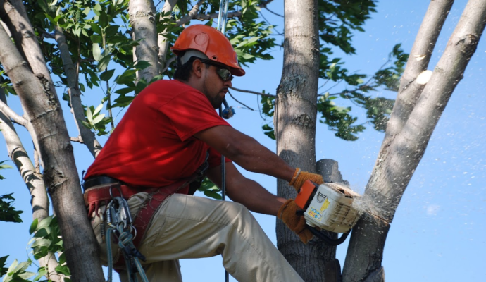 Tree Pruning & Tree Removal Royal Palm Beach-Pro Tree Trimming & Removal Team of Royal Palm Beach