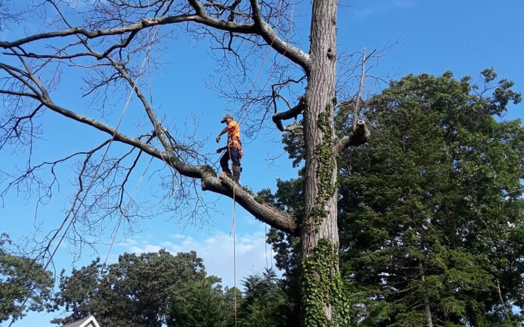 Tree Trimming Services Royal Palm Beach-Pro Tree Trimming & Removal Team of Royal Palm Beach
