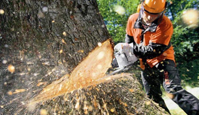 24-7 Tree Removal Pros-Pro Tree Trimming & Removal Team of Royal Palm Beach
