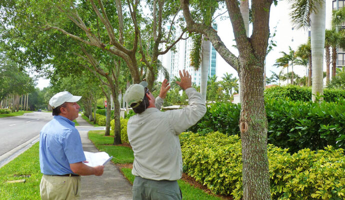 Arborist Consultations-Experts-Pro Tree Trimming & Removal Team of Royal Palm Beach