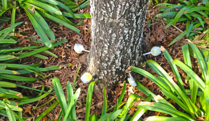 Deep Root Injection-Experts-Pro Tree Trimming & Removal Team of Royal Palm Beach