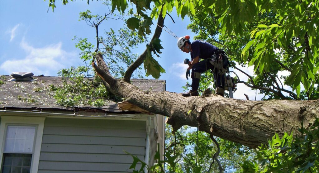 Emergency-Tree-Removal-Services Pro-Tree-Trimming-Removal-Team-of-Royal Palm Beach