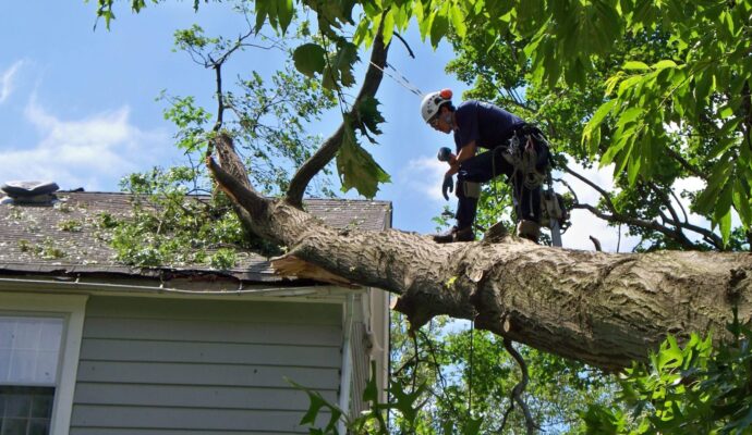 Emergency-Tree-Removal-Services Pro-Tree-Trimming-Removal-Team-of-Royal Palm Beach