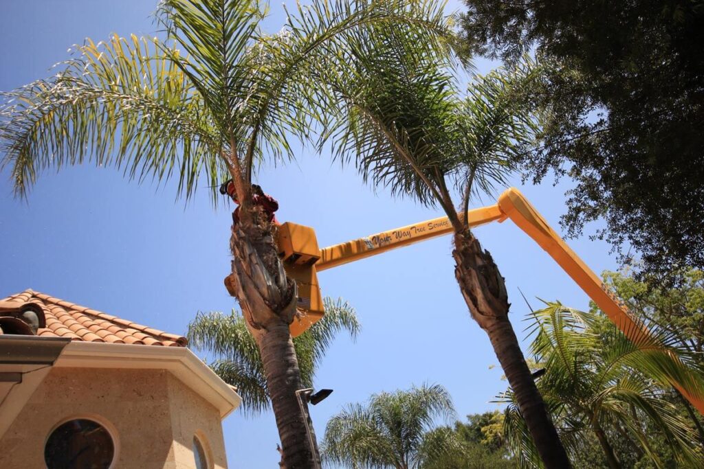 Palm Tree Trimming-Experts-Pro Tree Trimming & Removal Team of Royal Palm Beach