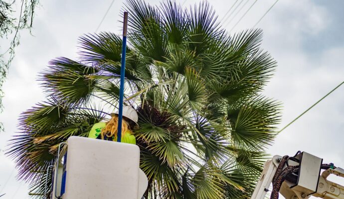 Palm-Tree-Trimming-Palm-Tree-Removal-Services Pro-Tree-Trimming-Removal-Team-of- Royal Palm Beach