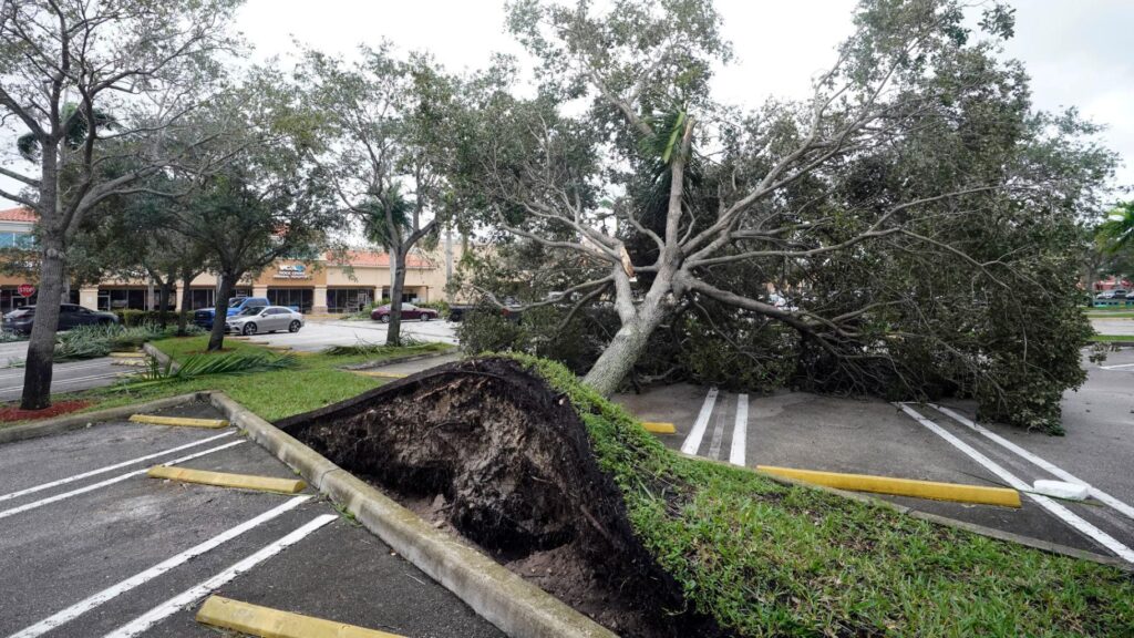 Storm Damage-Experts-Pro Tree Trimming & Removal Team of Royal Palm Beach