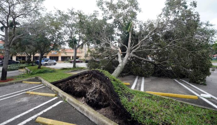 Storm Damage-Experts-Pro Tree Trimming & Removal Team of Royal Palm Beach