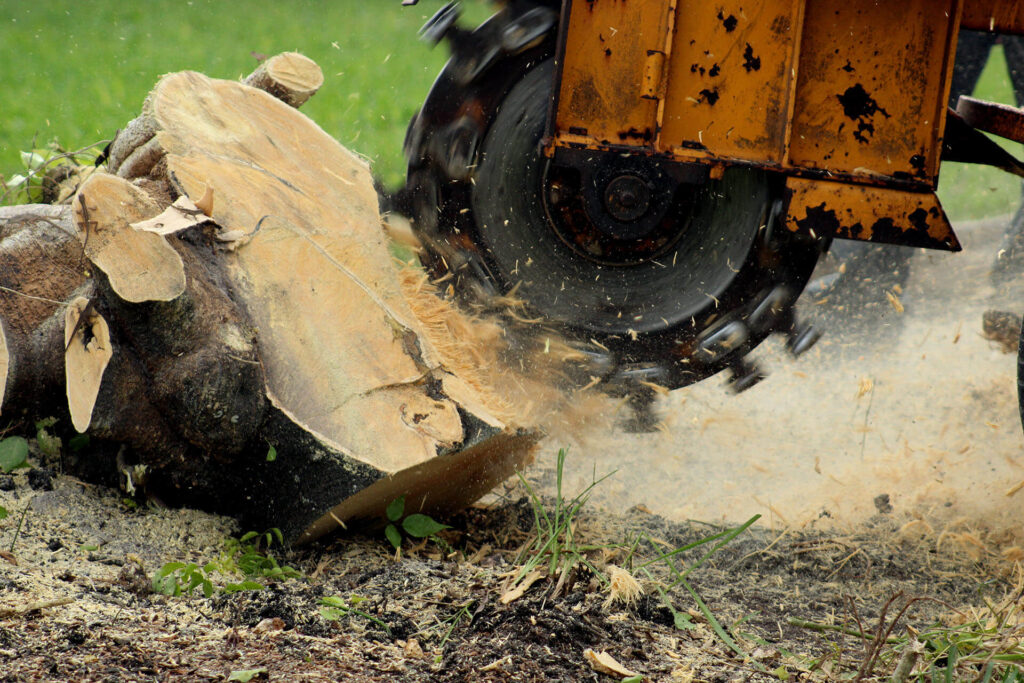 Stump-Grinding-Removal-Services Pro-Tree-Trimming-Removal-Team-of- Royal Palm Beach