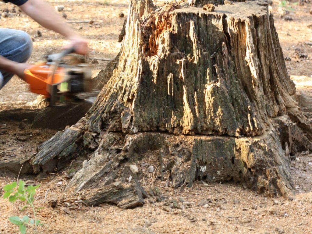 Stump Removal-Experts-Pro Tree Trimming & Removal Team of Royal Palm Beach