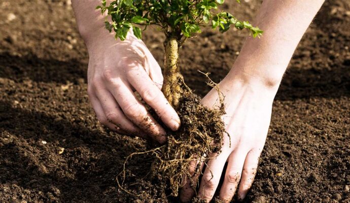 Tree Planting-Pros-Pro Tree Trimming & Removal Team of Royal Palm Beach
