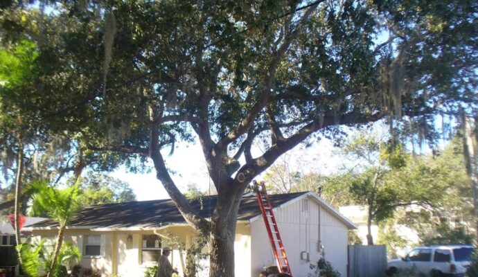 Tree-Pruning-Tree-Removal-Services Pro-Tree-Trimming-Removal-Team-of- Royal Palm Beach