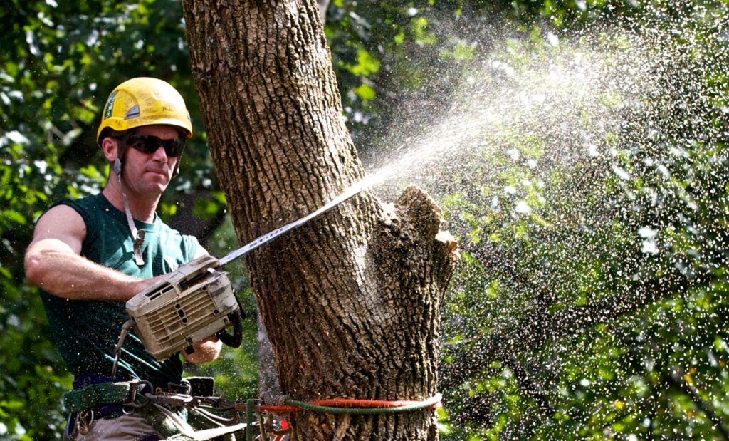 Tree Trimming-Experts-Pro Tree Trimming & Removal Team of Royal Palm Beach
