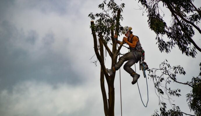 Tree-Trimming-Services-Services Pro-Tree-Trimming-Removal-Team-of Royal Palm Beach
